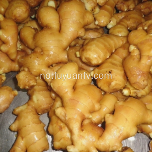 Engros Premium Grade Organic Fresh Ginger